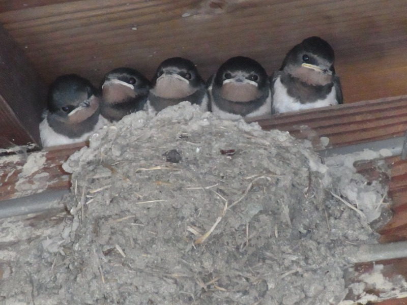 Img_c0aa9b3bdb9ad446bd796bf97d603064